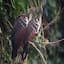 Hoatzin