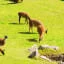 Llamas in Machu Picchu