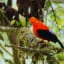 Andean cock-of-the-rock