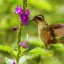 Colibri en el Manu