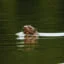 nutria at manu river